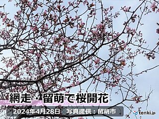 北海道　網走と留萌で桜開花　網走で史上2番目、留萌で史上3番目の早さに!