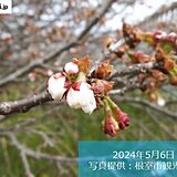 北海道　根室で日本一遅咲きの桜開花