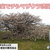 北海道・根室でチシマザクラ満開　チシマザクラってどんな桜?