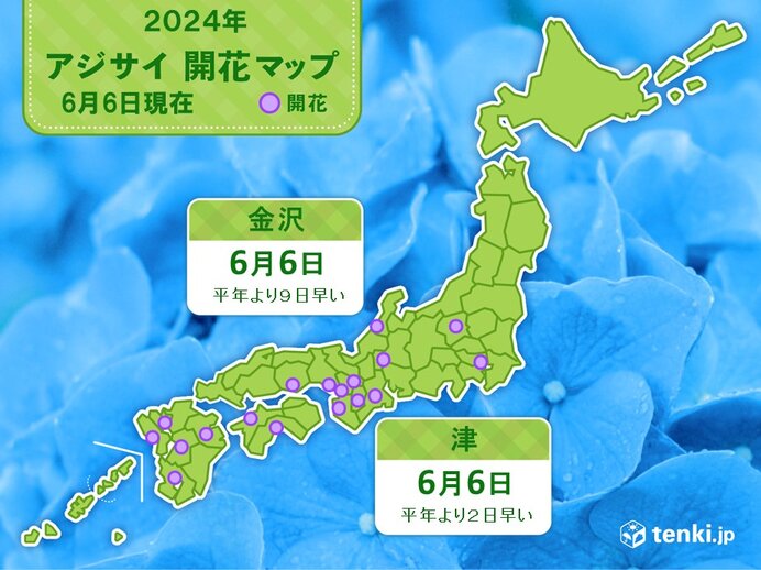 金沢・津でアジサイが開花　各地で平年より早くアジサイが開花に