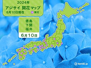 徳島・下関・福井で平年より早くアジサイ開花　梅雨入りは遅いがアジサイは早い?