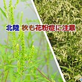 秋も花粉症　原因植物は身近な草木　屋外が快適な陽気になるこの時期は特に注意