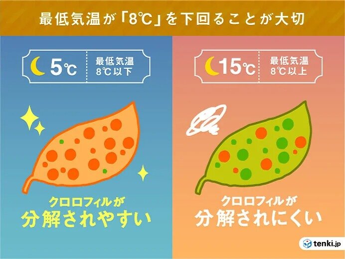 最低気温「初8℃以下」「初3日連続一桁」から約4週間で紅葉観測