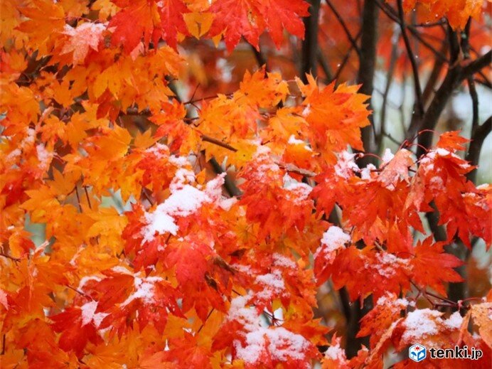 ※紅葉情報　北陸を含む東日本で平年より遅い　紅葉と初雪のコラボも