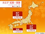 関東～九州　カエデ紅葉・イチョウ黄葉が次々と　水戸・長野・彦根は観測史上最も遅い