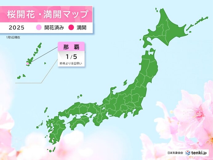 沖縄・那覇市で桜(ヒカンザクラ)が開花　昨年より8日早い