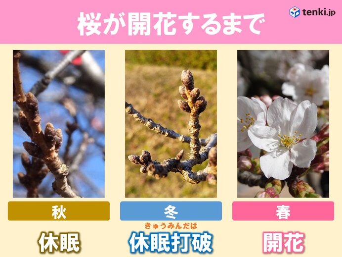 桜の開花は例年より早めか