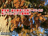 東京都　過去最速で飛散開始　スギ花粉のピークは「2月下旬」　「大量飛散」に備えて