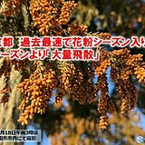 東京都　過去最速で飛散開始　スギ花粉のピークは「2月下旬」　「大量飛散」に備えて