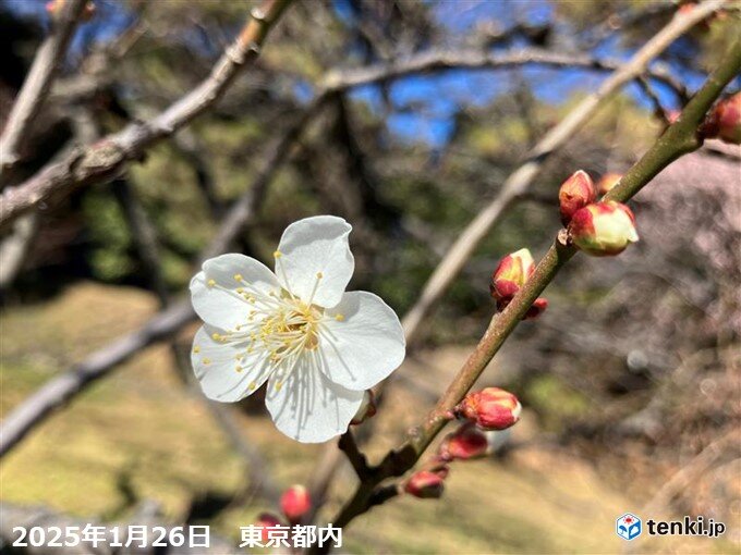 梅の開花　本州でシーズン初が1月下旬　12シーズンぶり