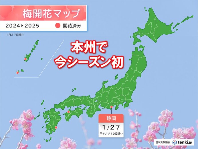 静岡で梅が開花　本州で1月下旬に初めての開花は12季ぶりの遅さ　スギ花粉の対策も