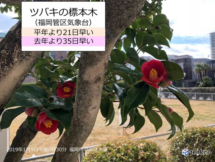 ツバキ開花　福岡・熊本