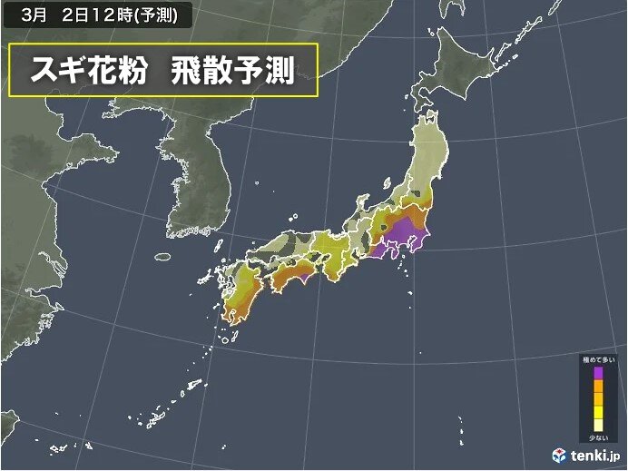 スギ花粉の飛散がピーク　万全の対策を