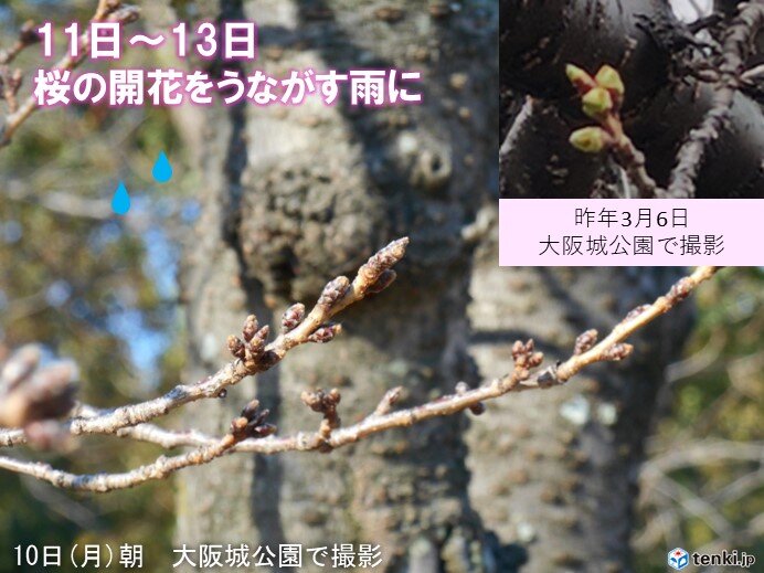 11日(火)～13日(木)の近畿は傘の出番　桜の開花をうながす雨　20℃予想も