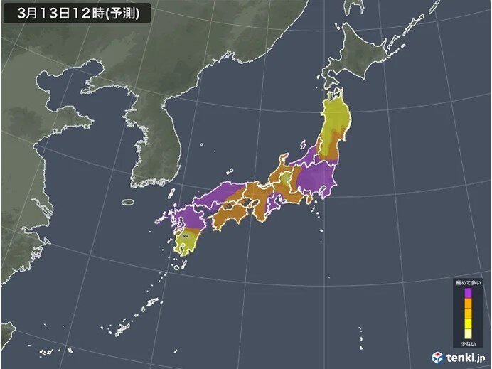 明日13日(木)もスギ花粉が大量飛散