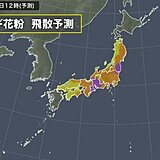 花粉の大量飛散が続く　週末は雨で「少ない」所も油断せず　17日は花粉が急増