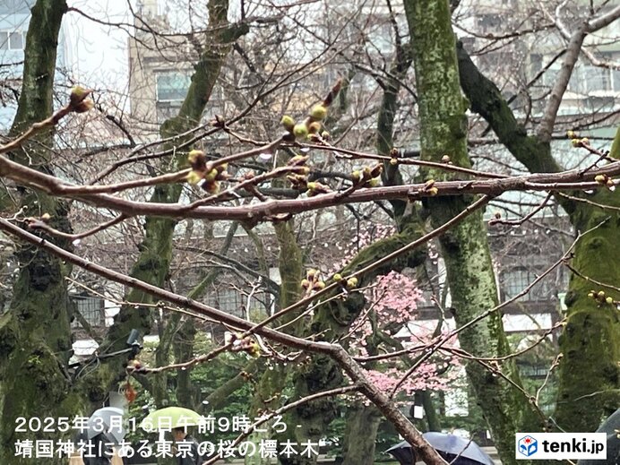 東京都心の桜　つぼみが黄緑色に　20日頃まで寒の戻り　22日から暖かく　桜開花か