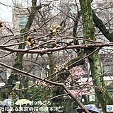 東京都心の桜　つぼみが黄緑色に　20日頃まで寒の戻り　22日から暖かく　桜開花か