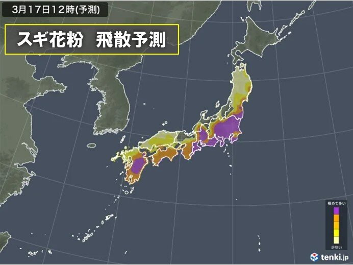 17日は雨あがりで花粉飛散「極めて多い」所も　東京都内はヒノキ花粉もわずかに観測