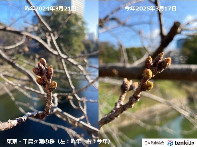 桜のつぼみが黄緑色に