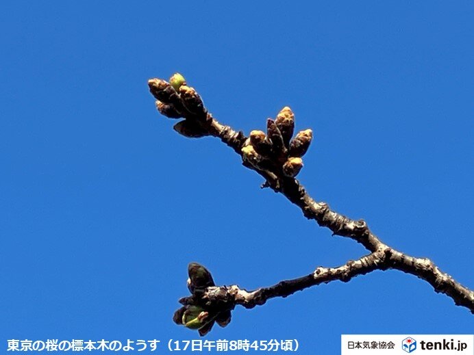 東京都心の桜はいつ咲く?　今日17日のつぼみは黄緑色　明日18日から寒の戻り