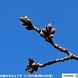 東京都心の桜はいつ咲く?　今日17日のつぼみは黄緑色　明日18日から寒の戻り