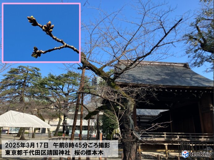 東京の桜は開花間近か