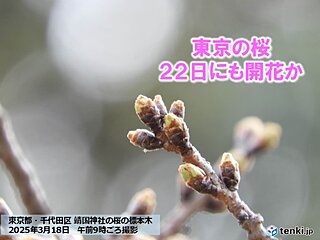 今日18日の東京・靖国神社の標本木　21日から春本番の陽気続く　桜の開花迫る