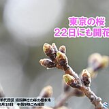 今日18日の東京・靖国神社の標本木　21日から春本番の陽気続く　桜の開花迫る