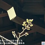 東京都心の桜　先がピンク色のつぼみも　21日から気温上昇　桜の開花・満開はいつ?