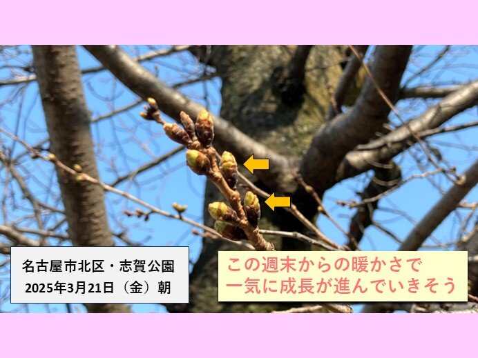 名古屋市内の桜　今日21日朝のつぼみの様子