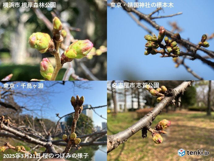 4月並みの陽気で桜のつぼみが生長　宮崎は23日　東京は24日に開花予想