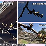 初夏の陽気で桜のつぼみグッと膨らむ　東京は24日開花・満開は全国トップ29日予想