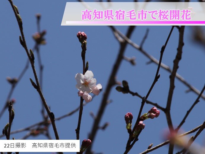 高知県宿毛市で桜が開花　四国から春の便り