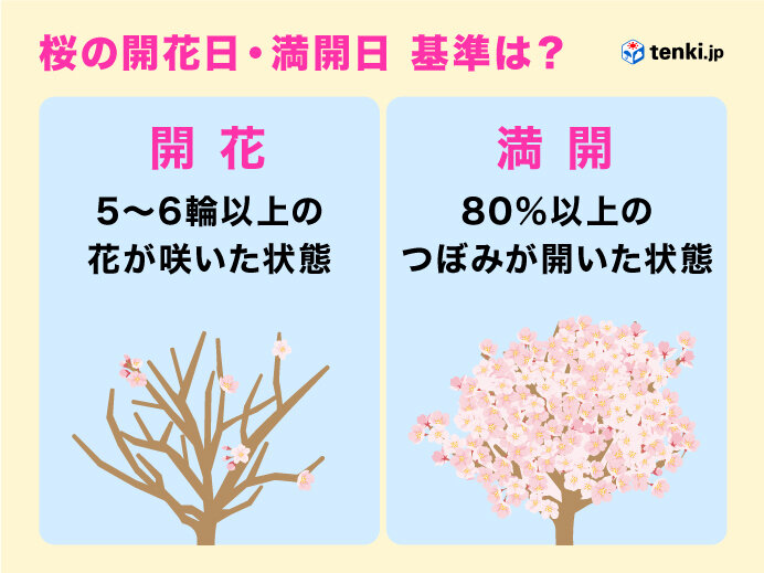 桜の開花日・満開日　基準は?