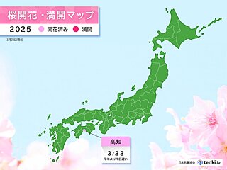 【速報】高知で桜(ソメイヨシノ)開花　昨年と同じ日に観測　気象官署で全国トップ