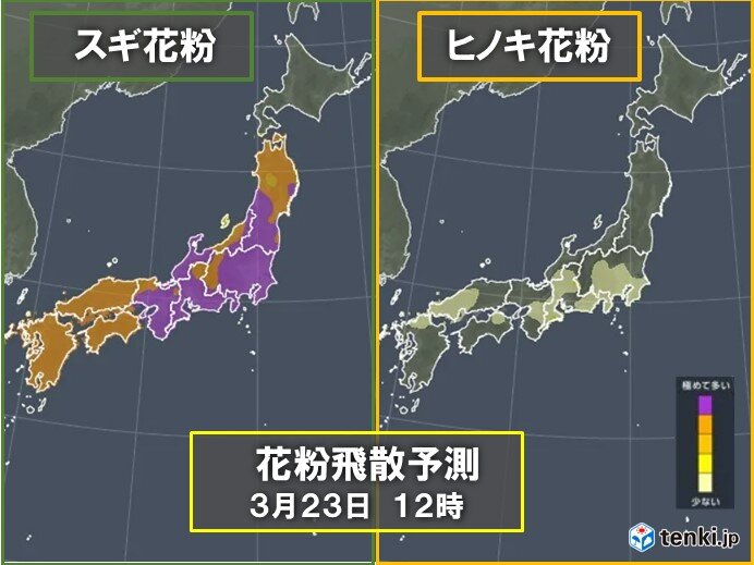 花粉の飛散　名古屋や東京などで「極めて多い」