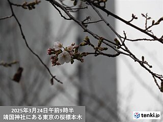 【速報】今日24日東京で桜の開花発表!　平年と同じ開花　満開は29日予想