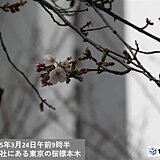 【速報】今日24日東京で桜の開花発表!　平年と同じ開花　満開は29日予想