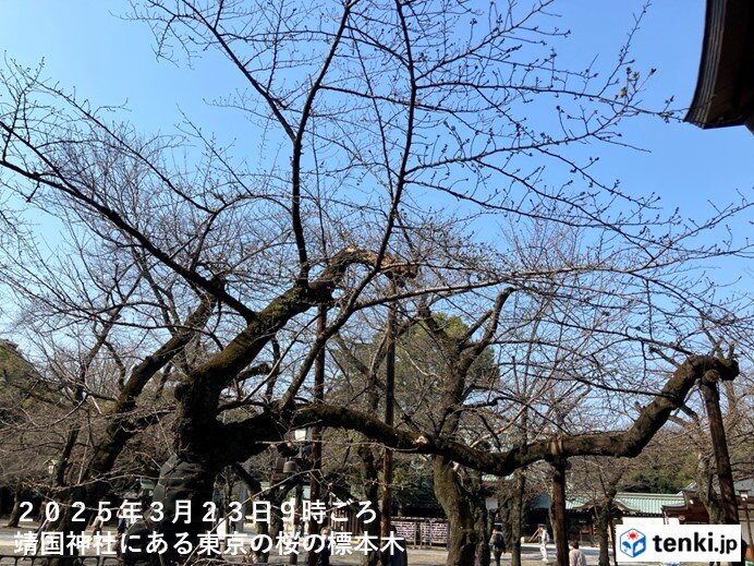 東京都心の桜　開花は秒読み