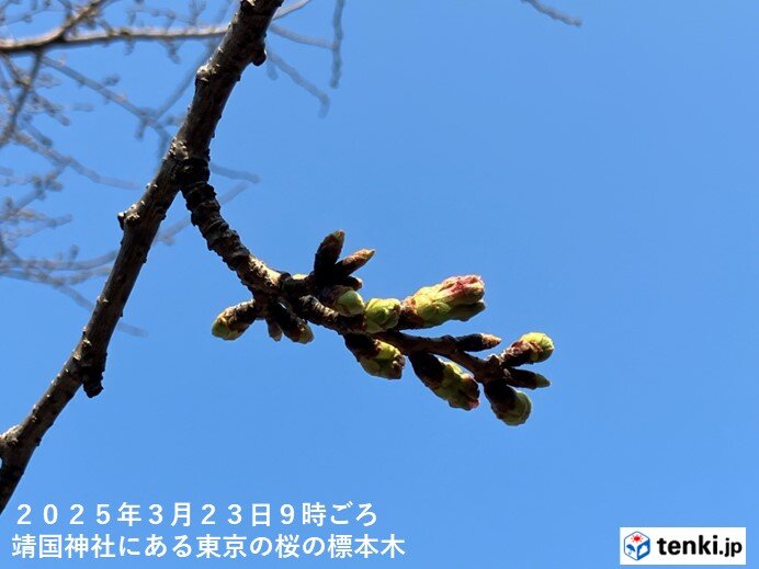 東京都心の桜　つぼみがピンク色に　季節先取りの陽気で　開花は秒読み