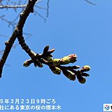 東京都心の桜　つぼみがピンク色に　季節先取りの陽気で　開花は秒読み