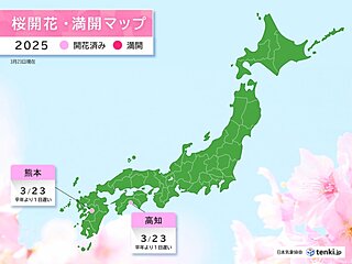 高知に続き　熊本や宇和島(愛媛県)でも桜(ソメイヨシノ)が開花