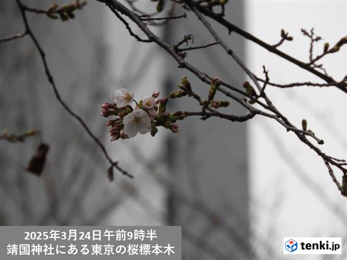 東京の桜(ソメイヨシノ)の標本木が花開く　まもなく開花へ