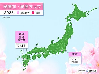 24日は東京、長崎、宮崎、鹿児島で桜が開花　今週は関東から九州で開花ラッシュへ