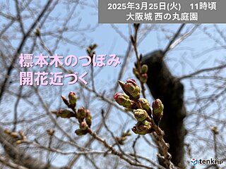 25日も初夏の陽気　大阪のさくら開花近づく　27日28日は開花を促す雨に