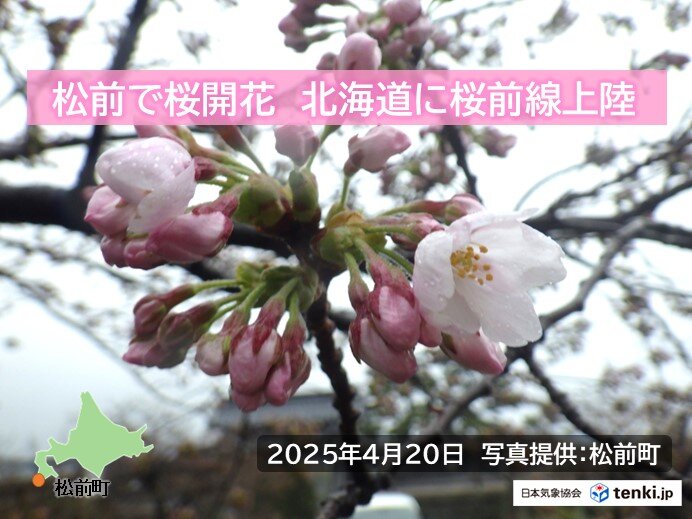 北海道に桜前線上陸　松前で平年より8日早く桜が開花
