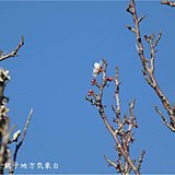 関東で早春の便り　銚子で梅開花