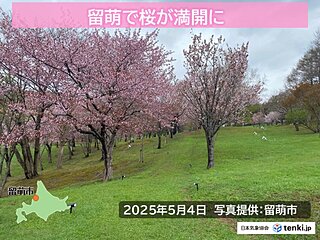留萌で平年より8日早く桜が満開に