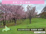 留萌で平年より8日早く桜が満開に